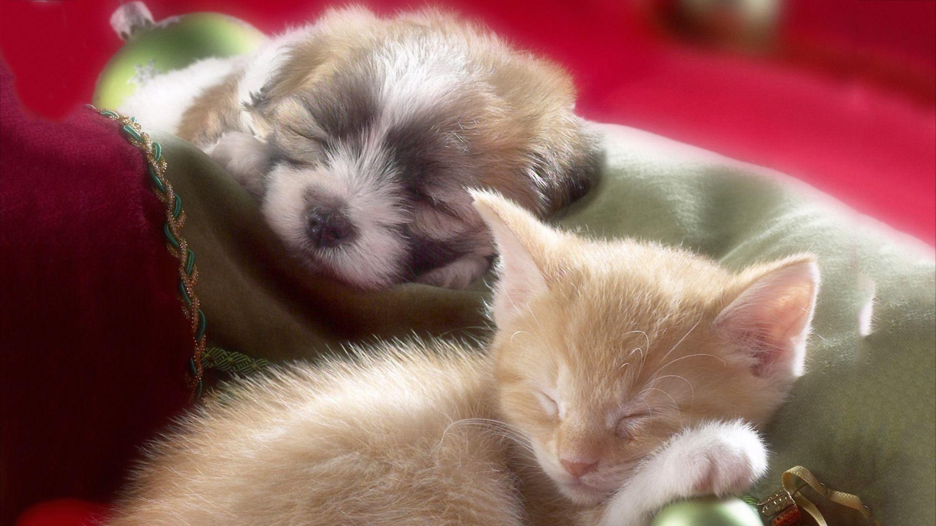 1920x1080 Kitten And Puppy Wallpaper, Desktop