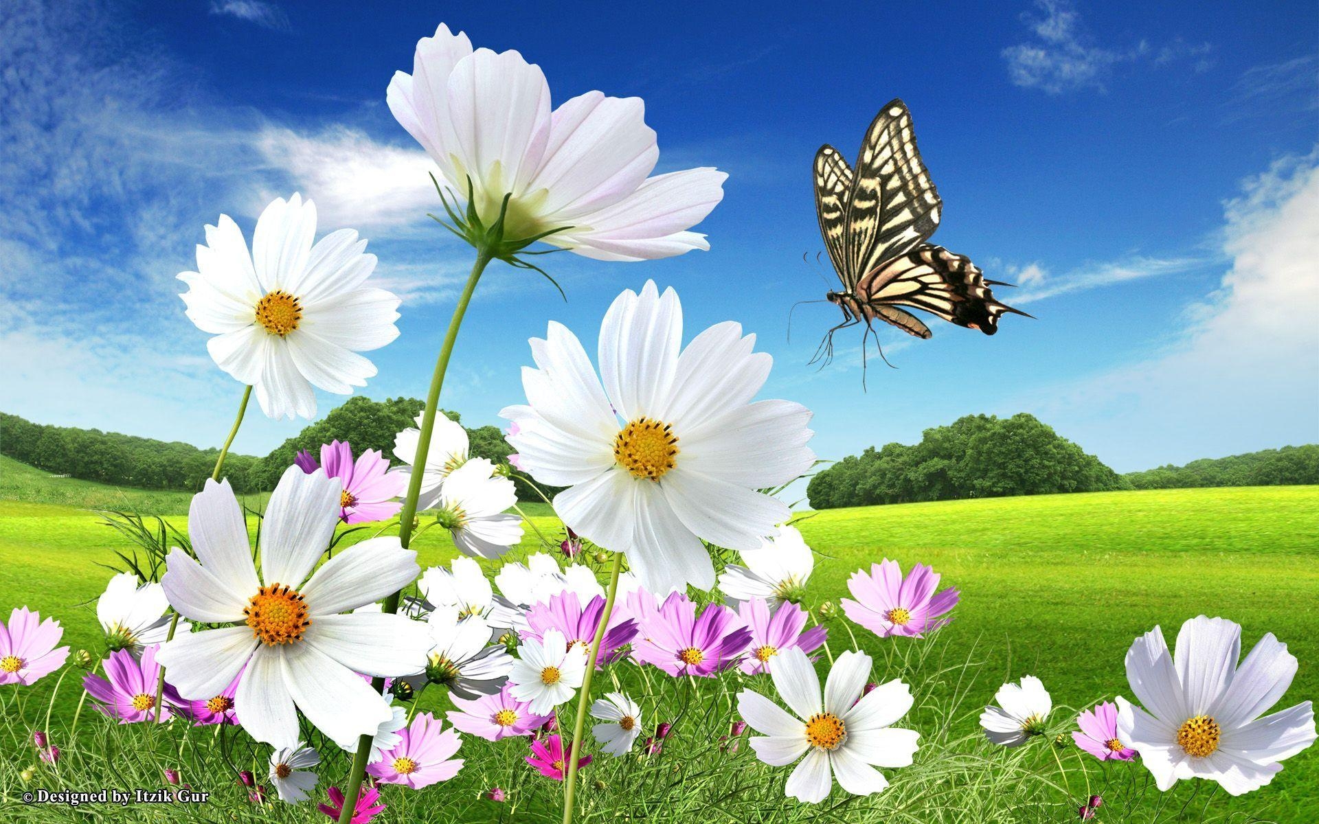 1920x1200 Wild Flower Butterflies Wallpaper, Desktop