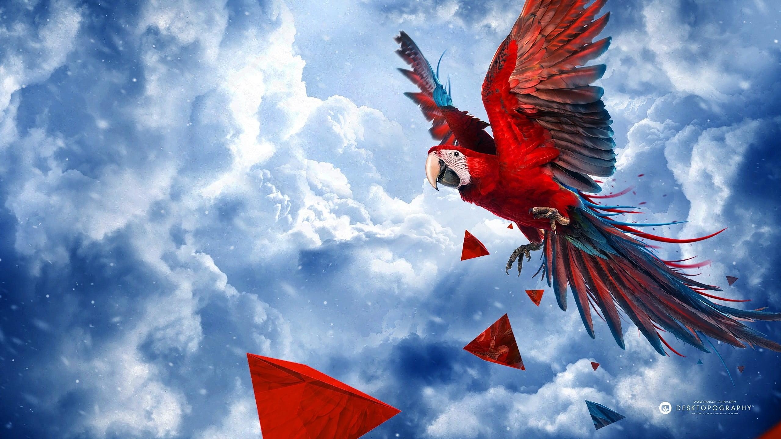 2560x1440 Scarlet Macaw Wallpaper and Background Image, Desktop