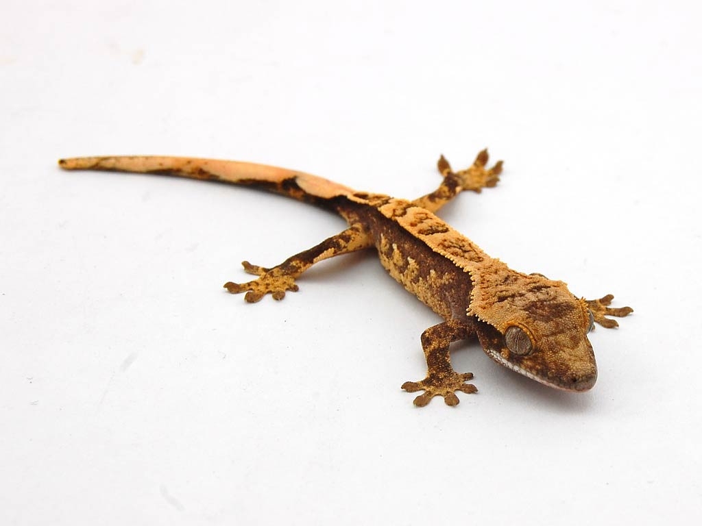1030x770 Free Gecko Wallpaper download, Desktop
