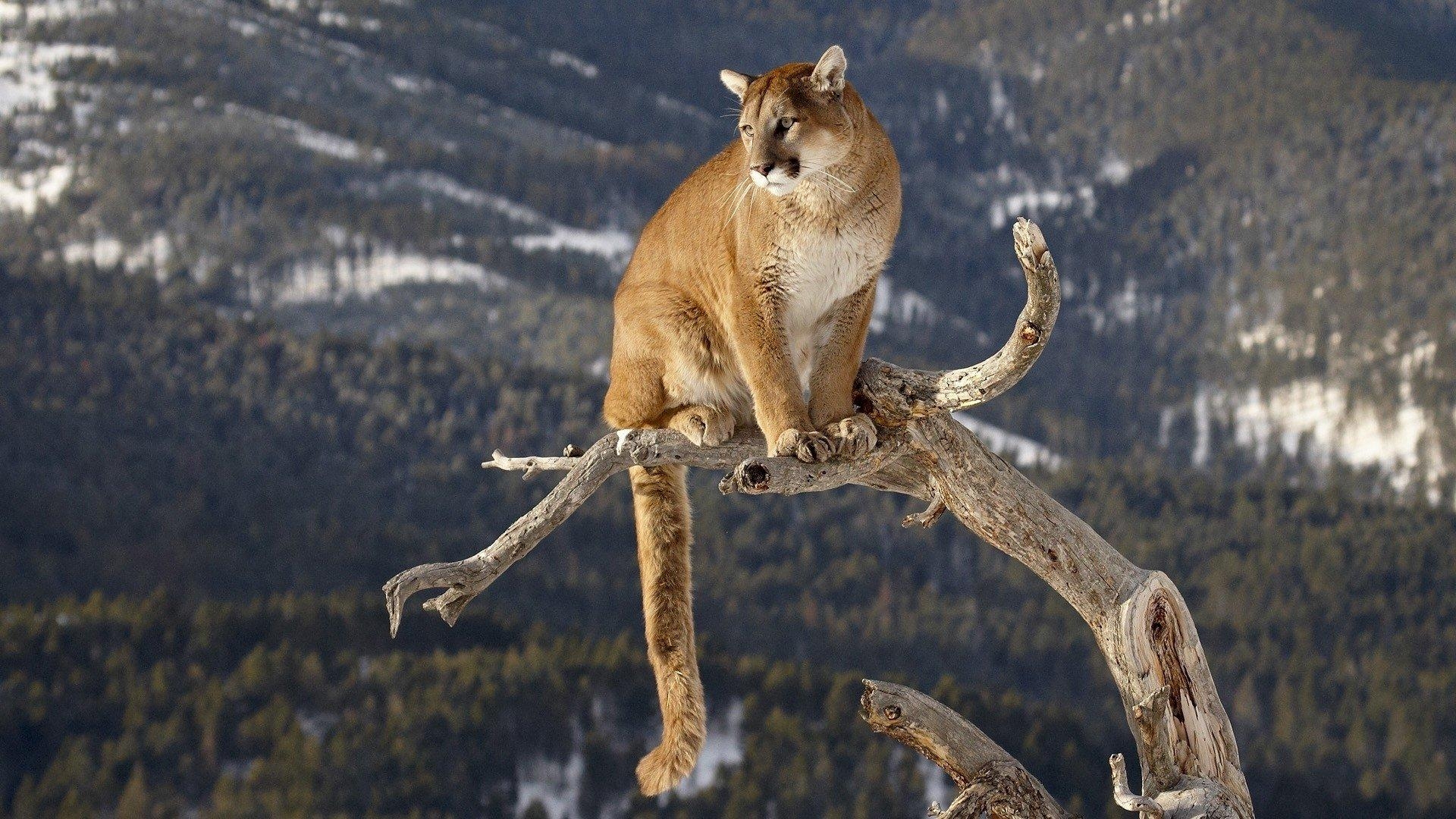 1920x1080 Cougar HD Wallpaper and Background Image, Desktop