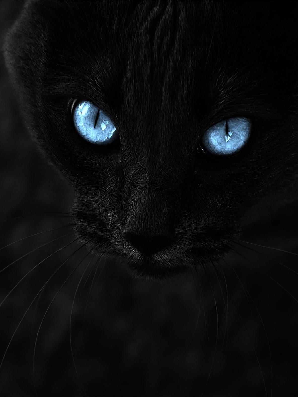 1200x1600 Download Black Cat With Blue Eyes Free Pure 4K Ultra HD, Phone