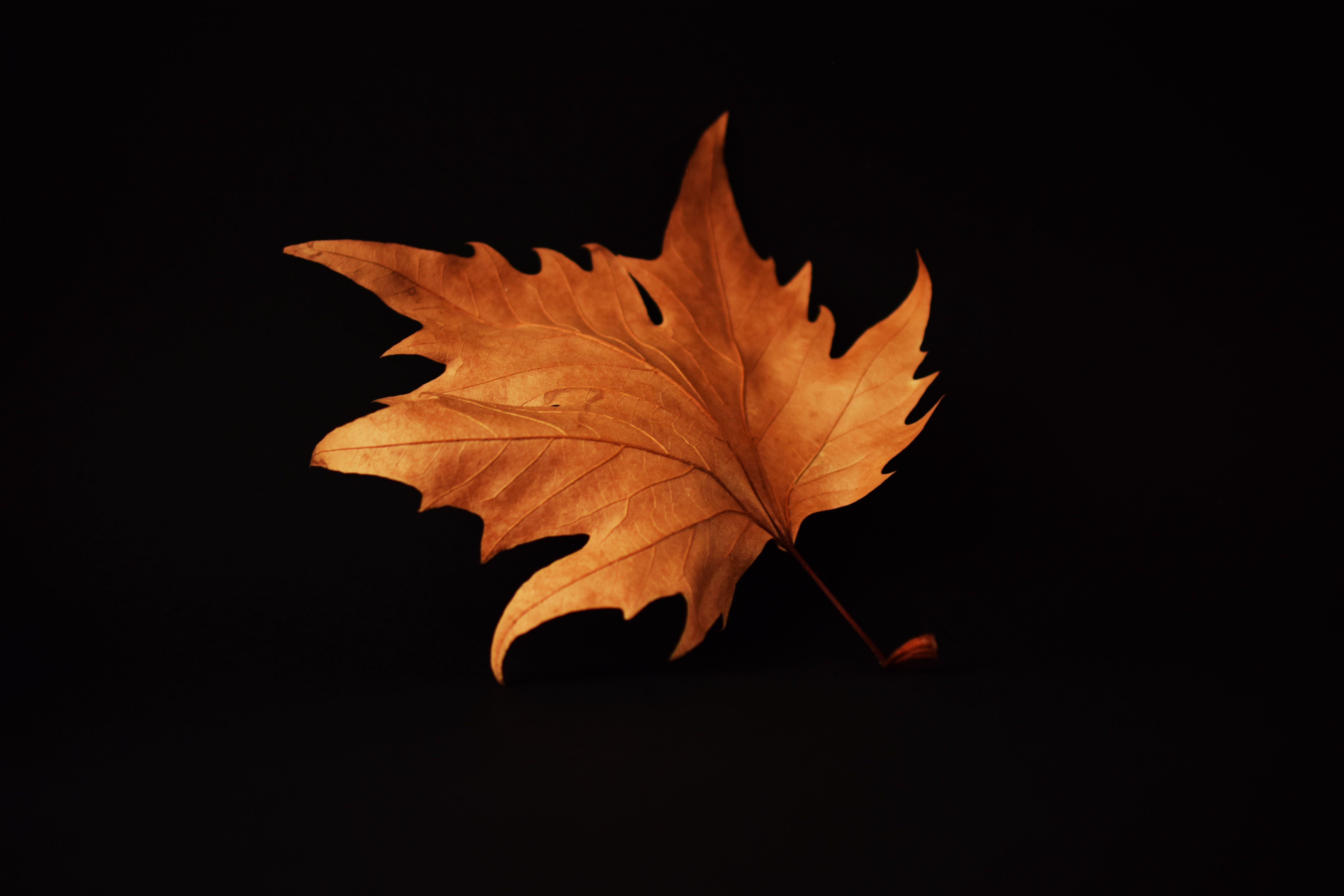 6000x4000 Autumn Leaf Black Background, HD Nature, 4k Wallpaper, Image, Background, Photo and Picture, Desktop