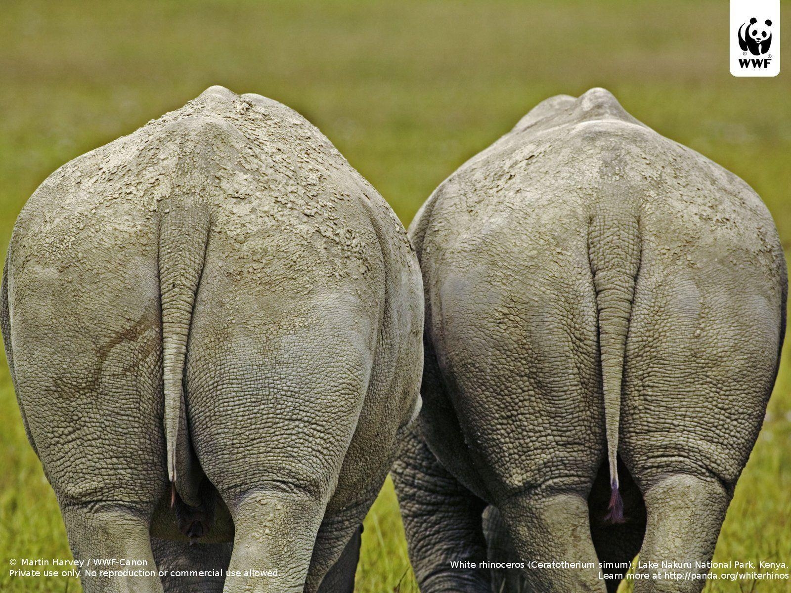 1600x1200 White rhinoceros, Desktop