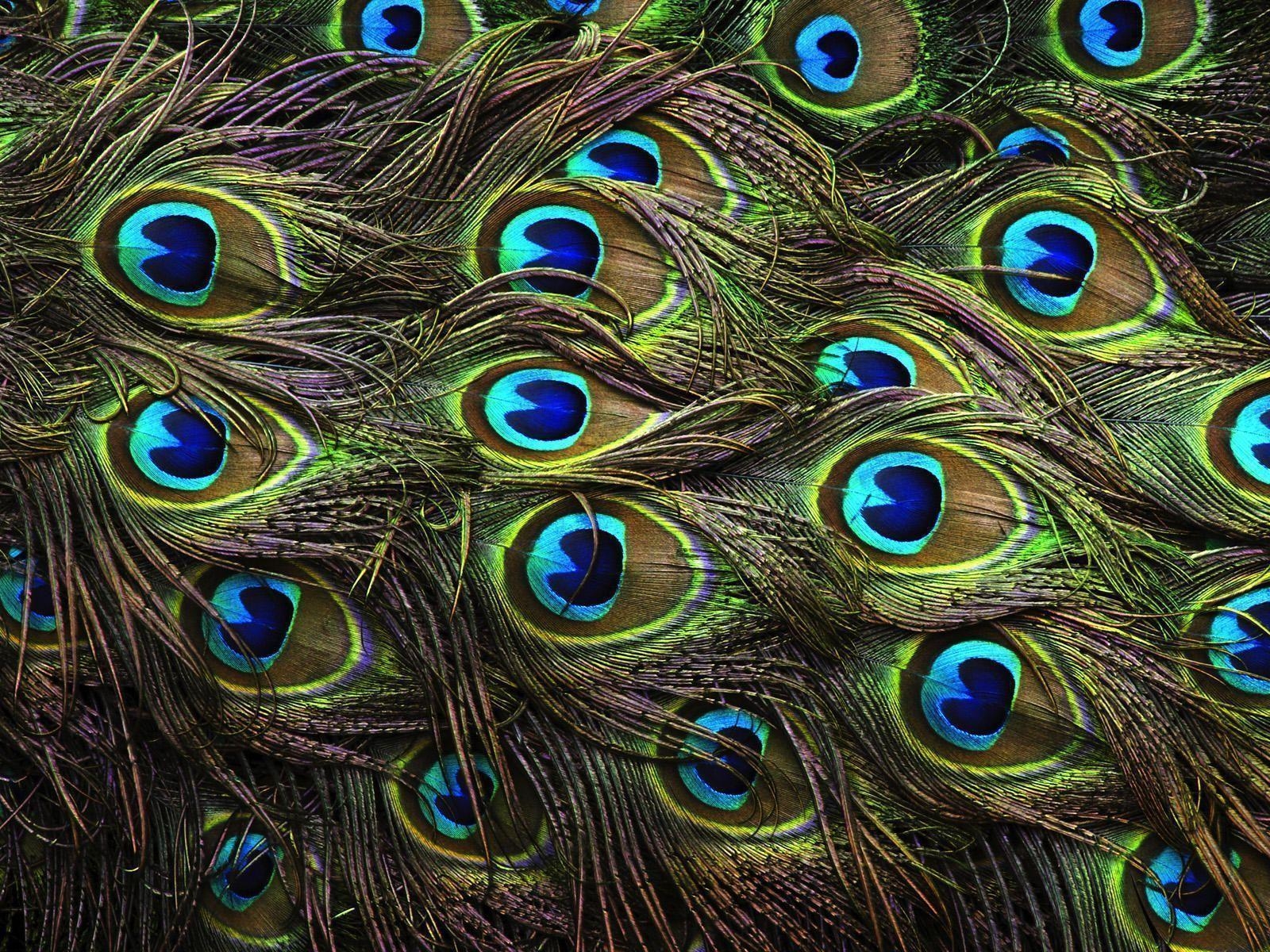 1600x1200 Peacock Feathers Background HD Wallpaper. Genovic, Desktop