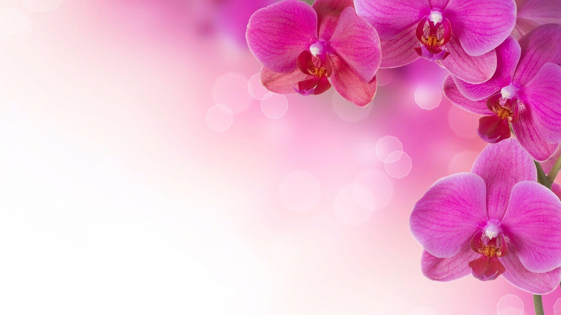 1920x1080 Pink Flowers Wallpaper HD, Desktop