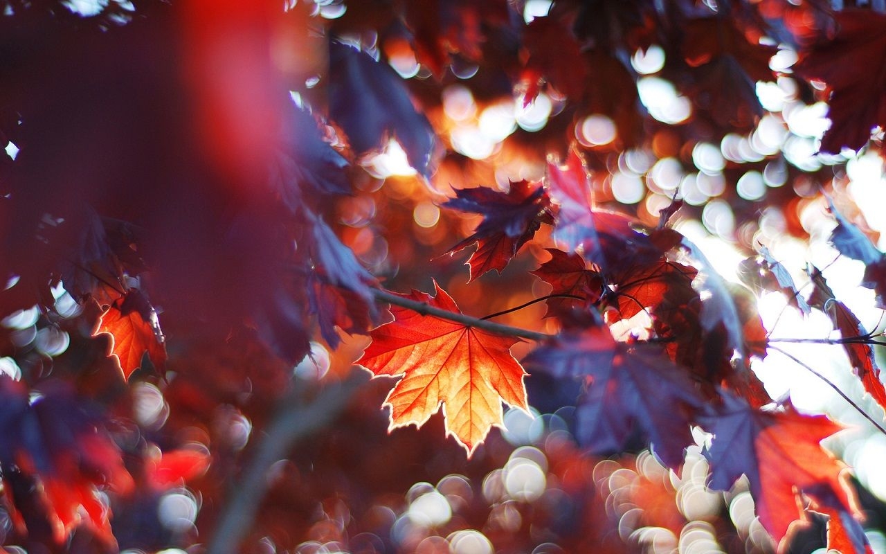 1280x800 Autumn Wallpaper, Desktop