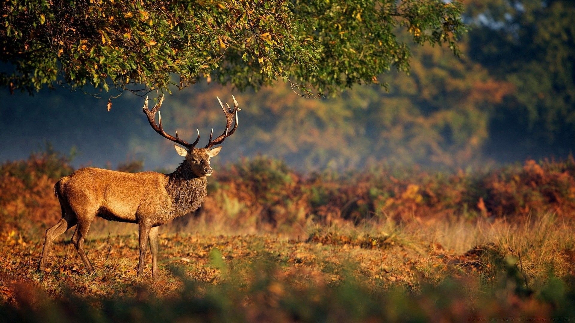 1920x1080 Big Deer Under Tree, Desktop