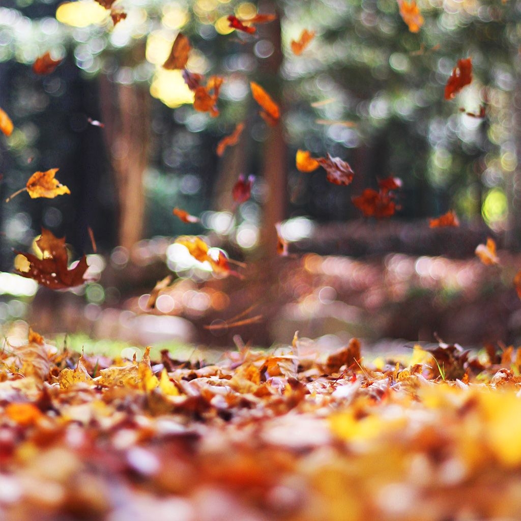 1030x1030 Best autumn iPad Wallpaper HD, Phone