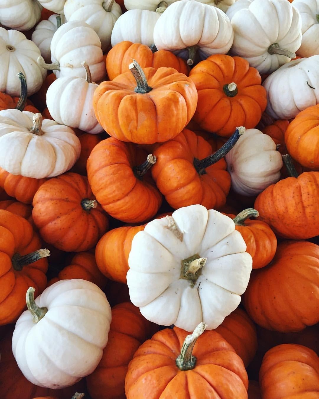1080x1350 Autumn Pumpkin iPhone Wallpaper Free Autumn Pumpkin iPhone Background, Phone