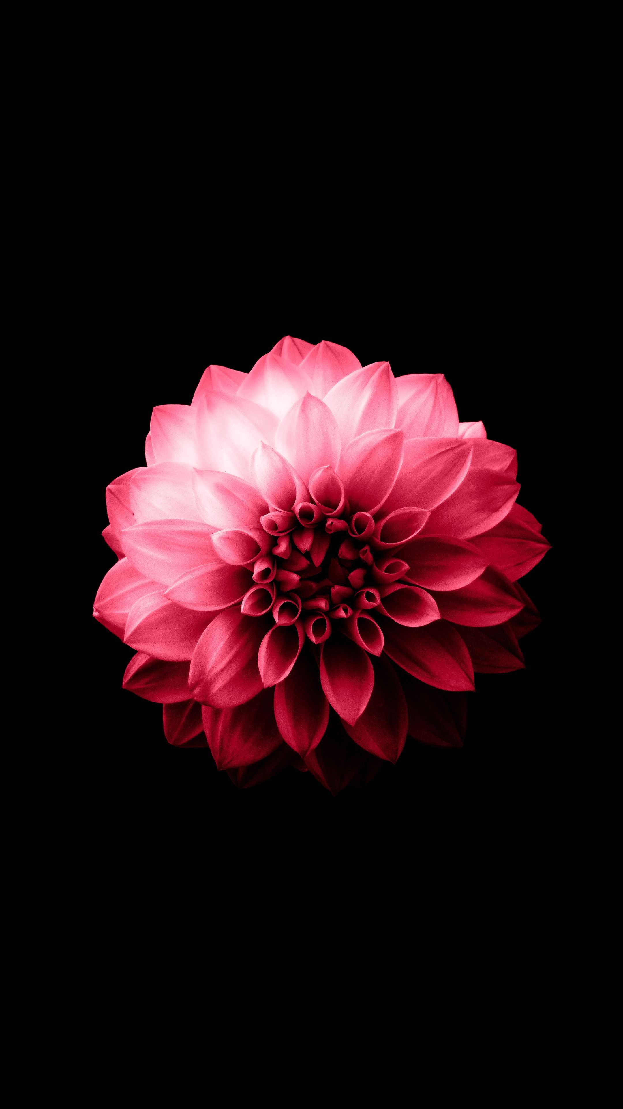2160x3840 Black Amoled Wallpaper HD, Phone