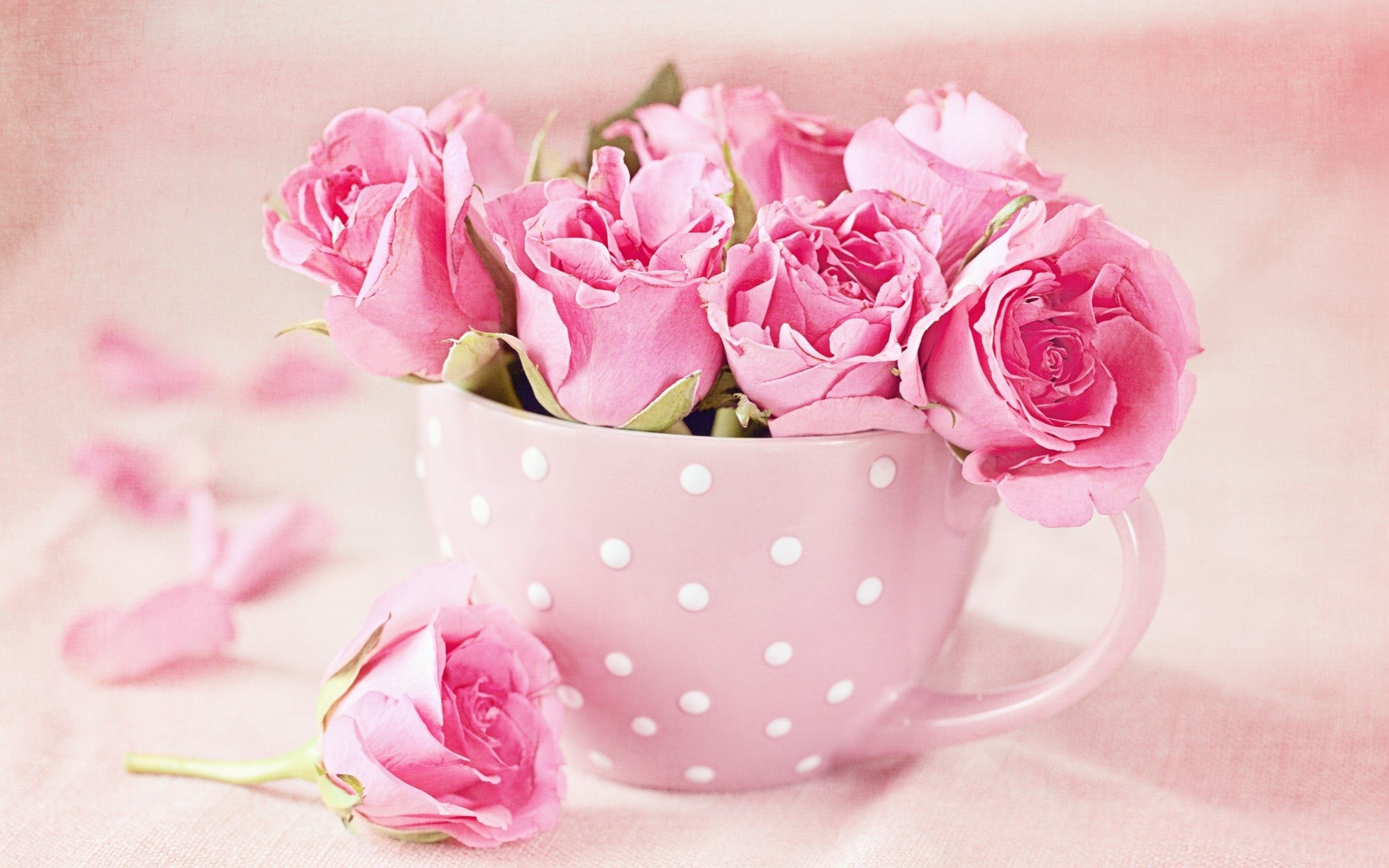 2560x1600 Roses Wallpaper, Desktop
