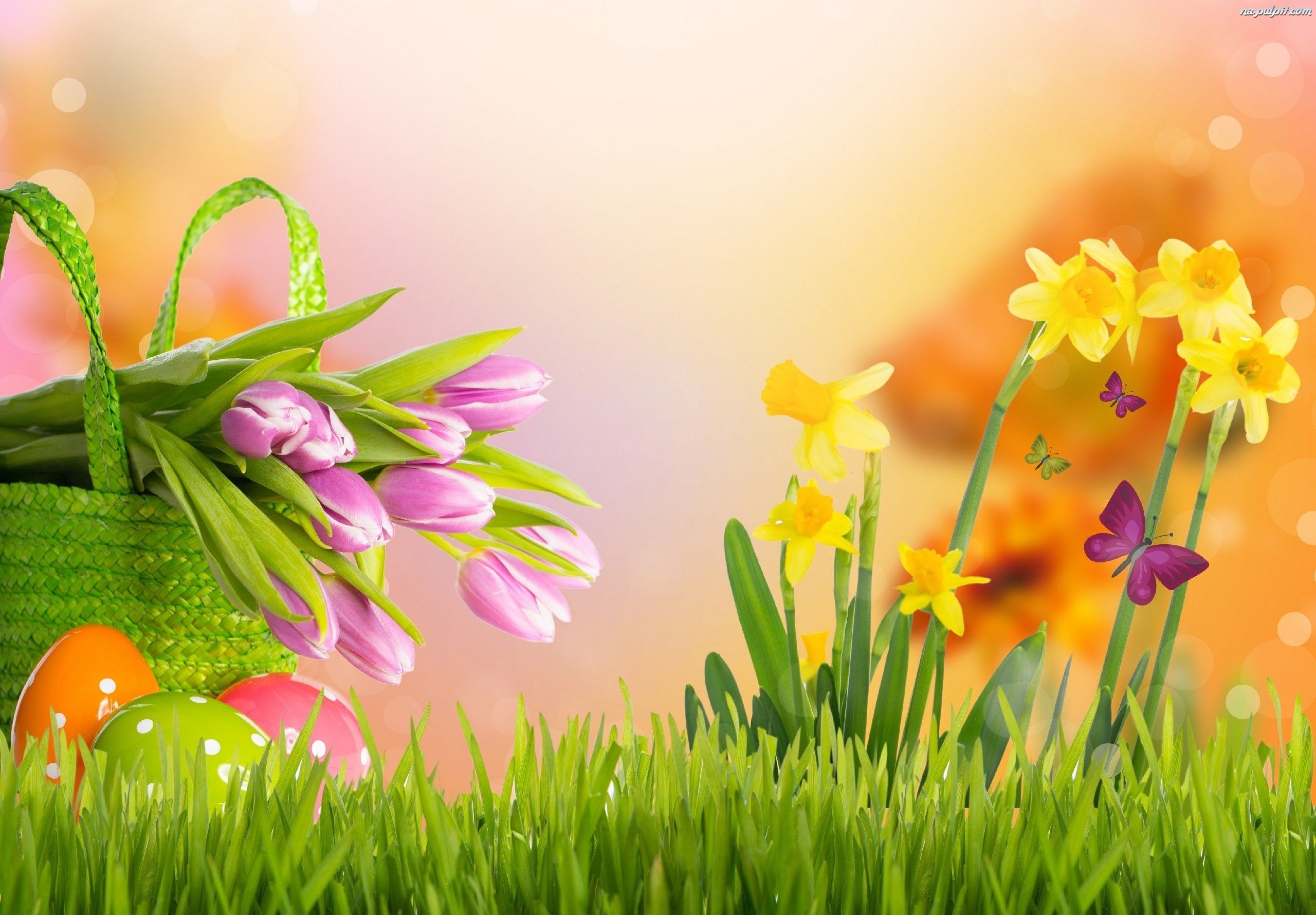 2560x1780 Easter Tulip HD Wallpaper HD Wallpaper, Desktop