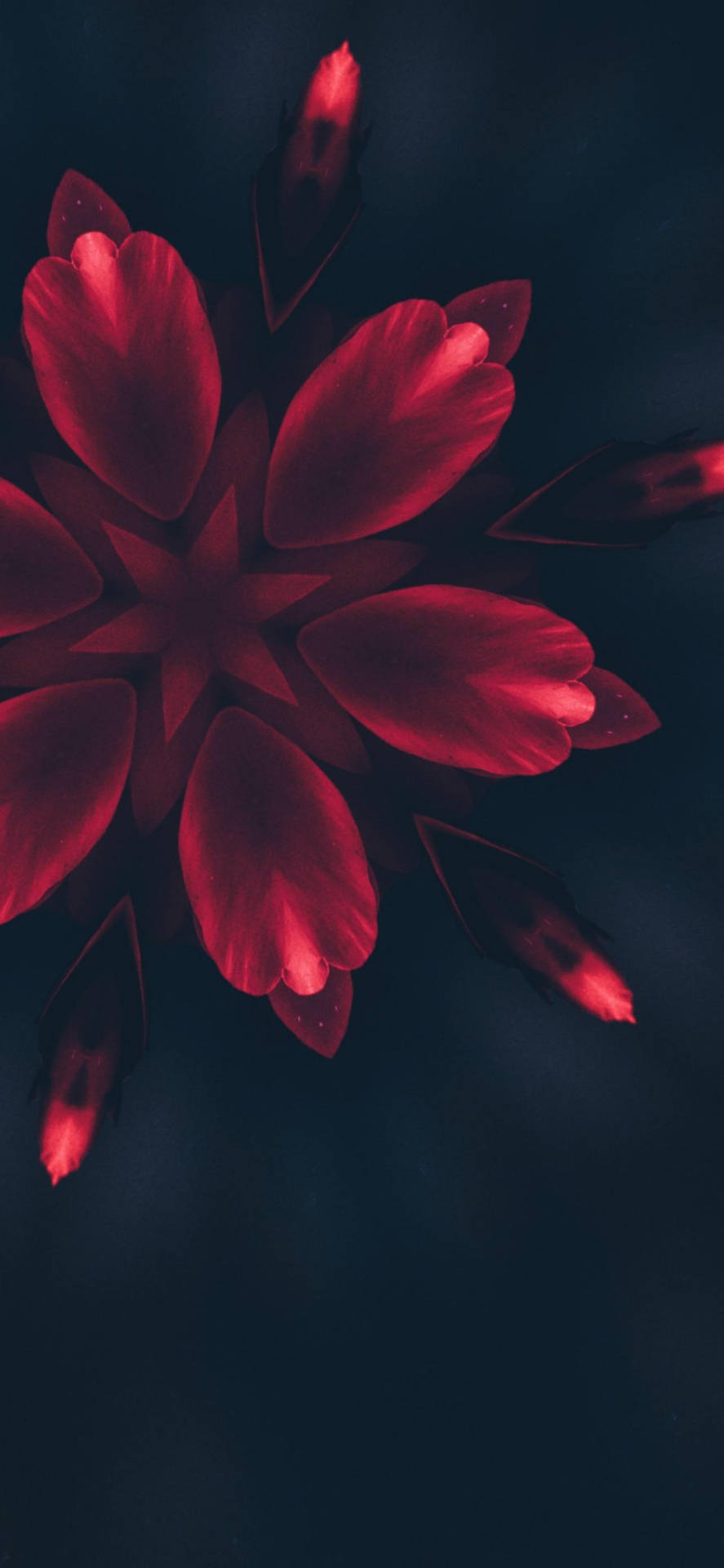890x1920 Download iPhone 14 Pro Red Flower Petals Wallpaper, Phone