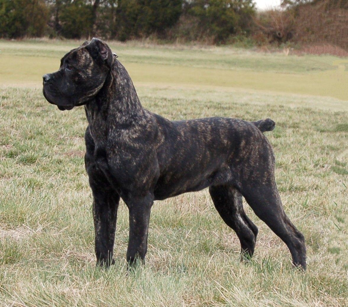 1180x1040 Cane Corso Wallpaper, Desktop