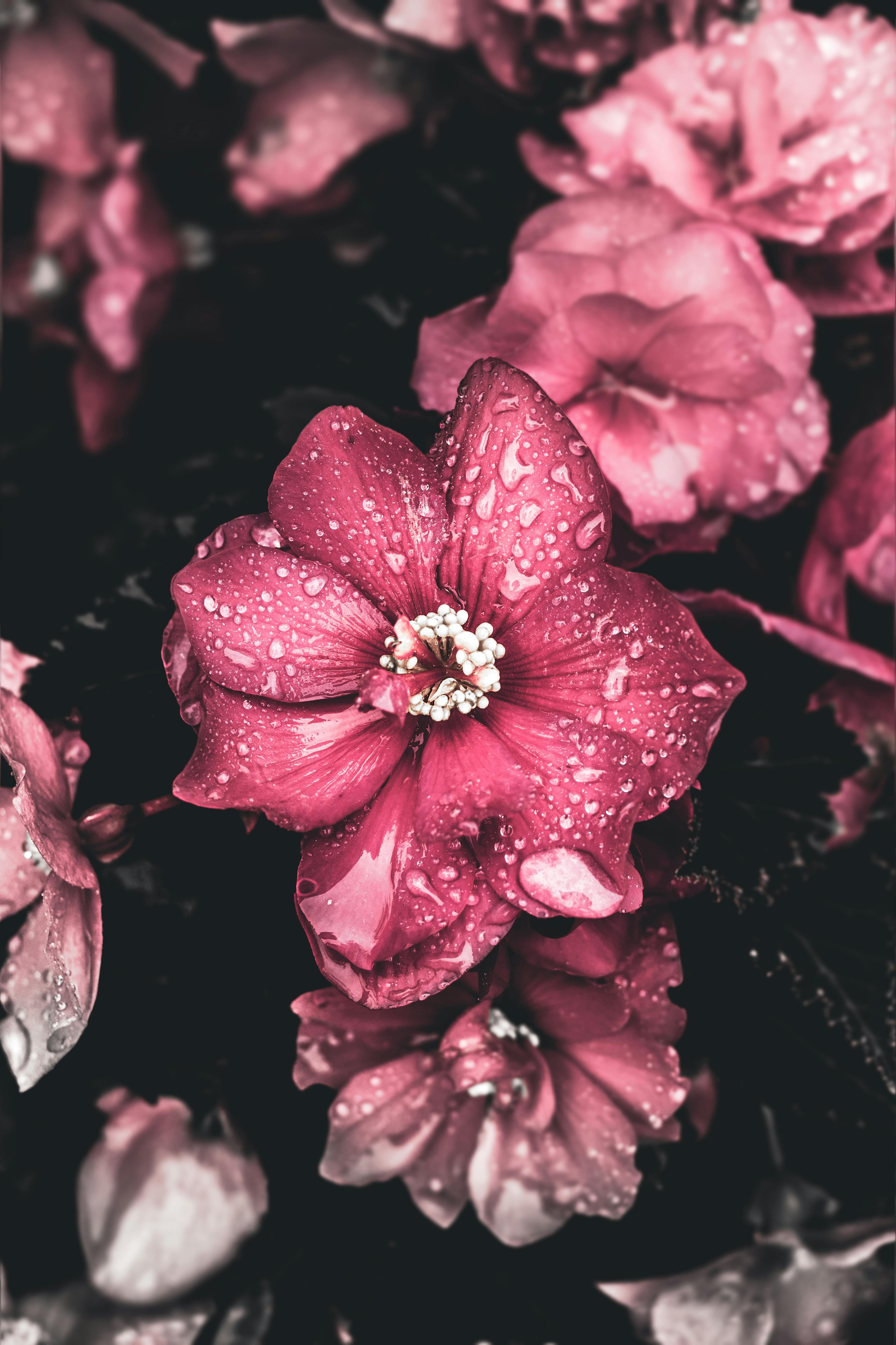 3460x5190 Best Pink Flowers Image · 100, Phone