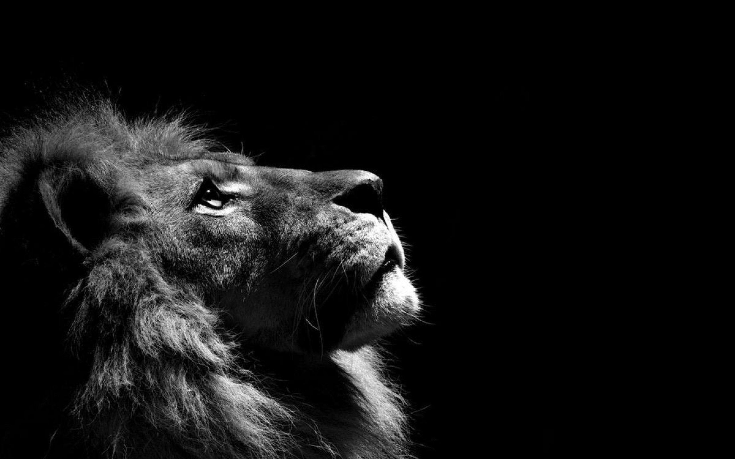 2560x1600 Black and White Lion Wallpaper Free Black and White Lion, Desktop