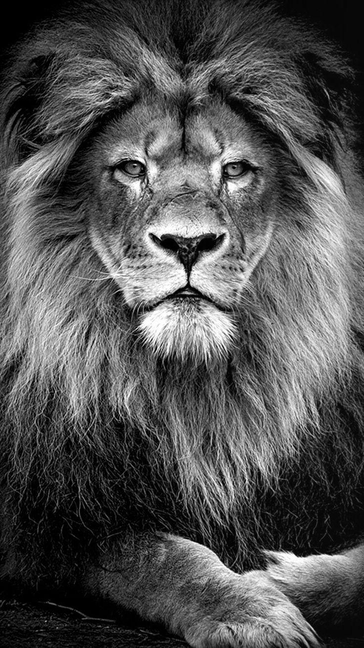 740x1310 Black Lion Wallpaper Free Black Lion Background, Phone