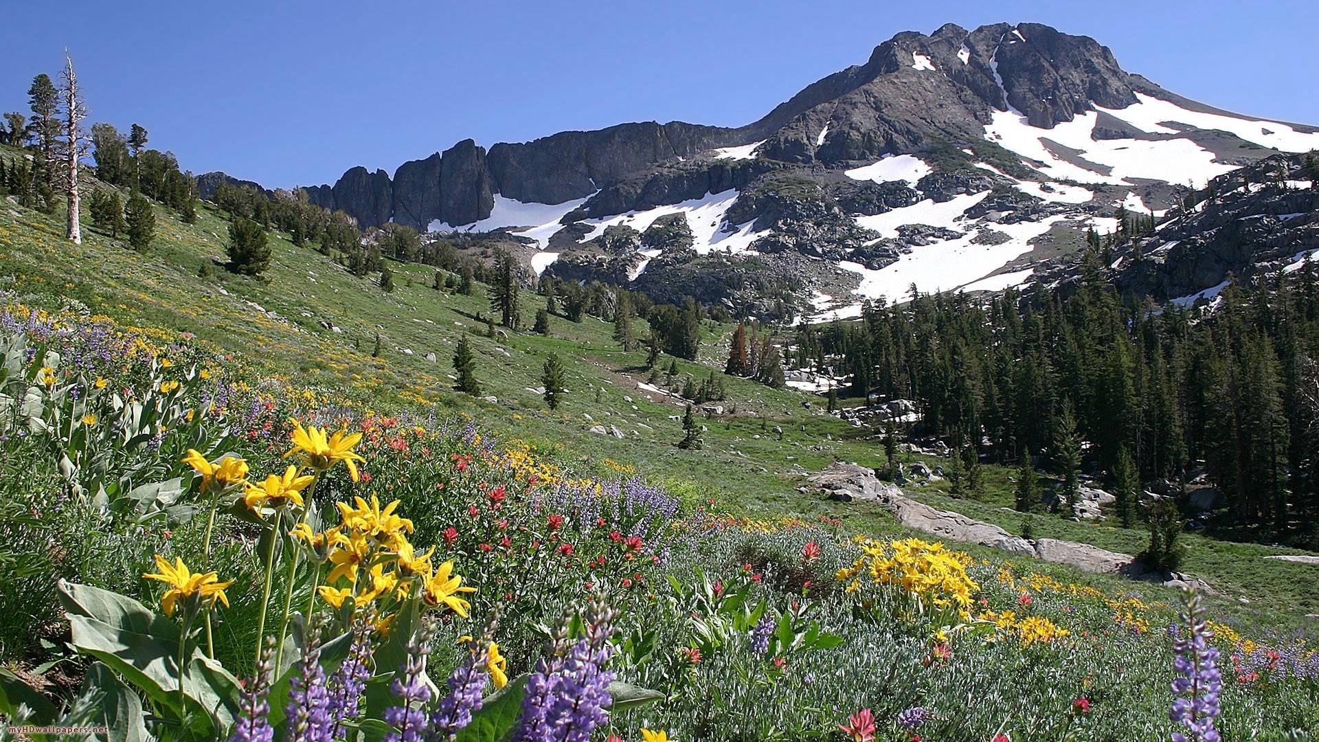 1920x1080 Spring Meadow In The Mountains Wallpaper, iPhone Wallpaper, Desktop