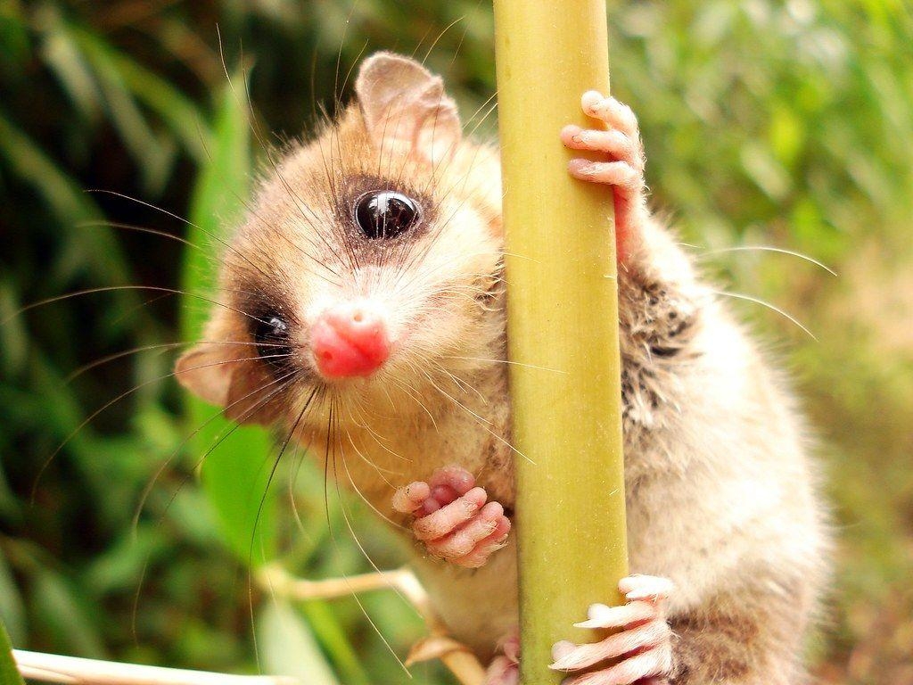 1030x770 The monito del monte Spanish for “little monkey of the bush, Desktop