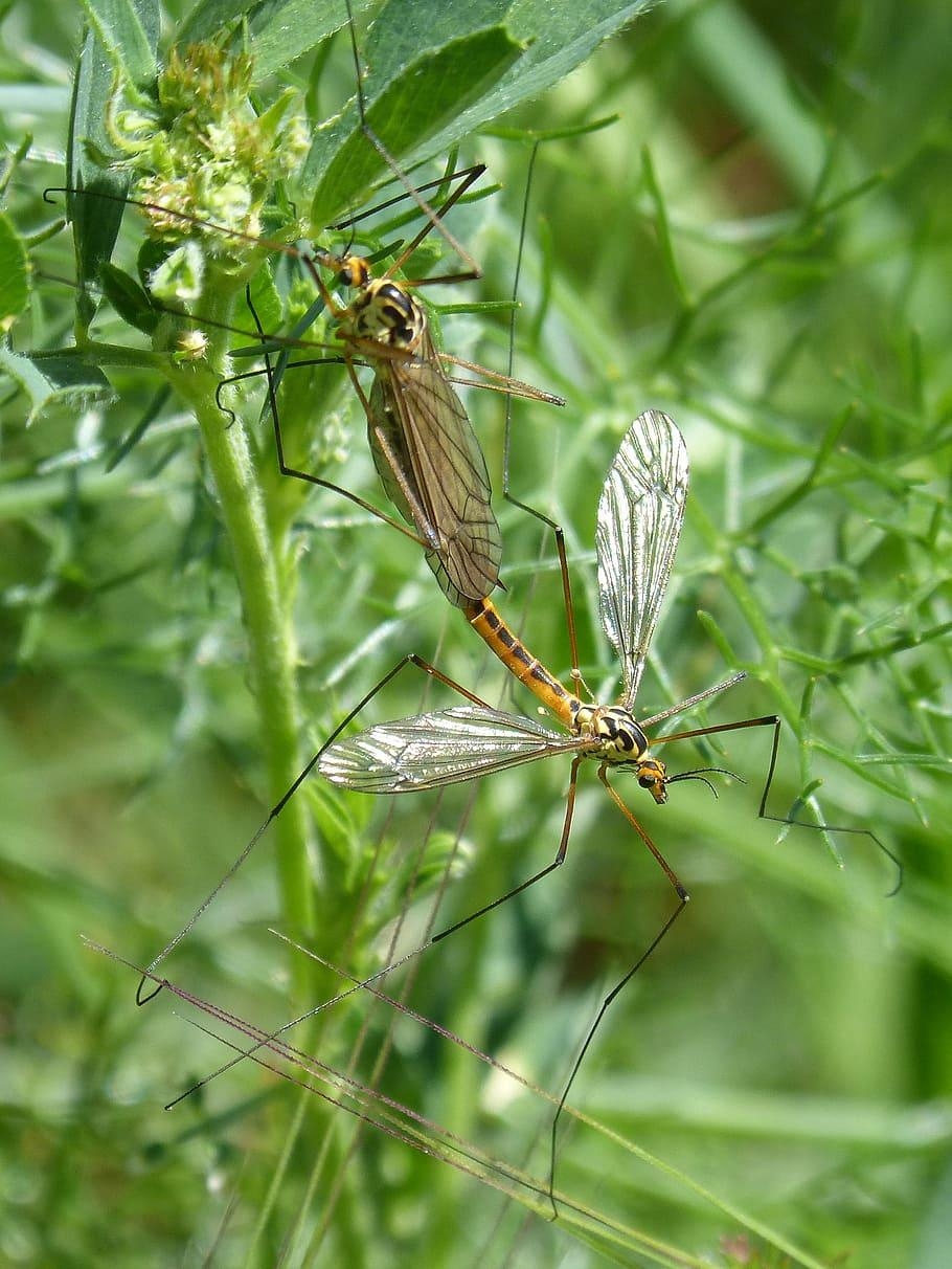 910x1220 HD wallpaper: típula, tipulidae, giant mosquito, insects, Phone