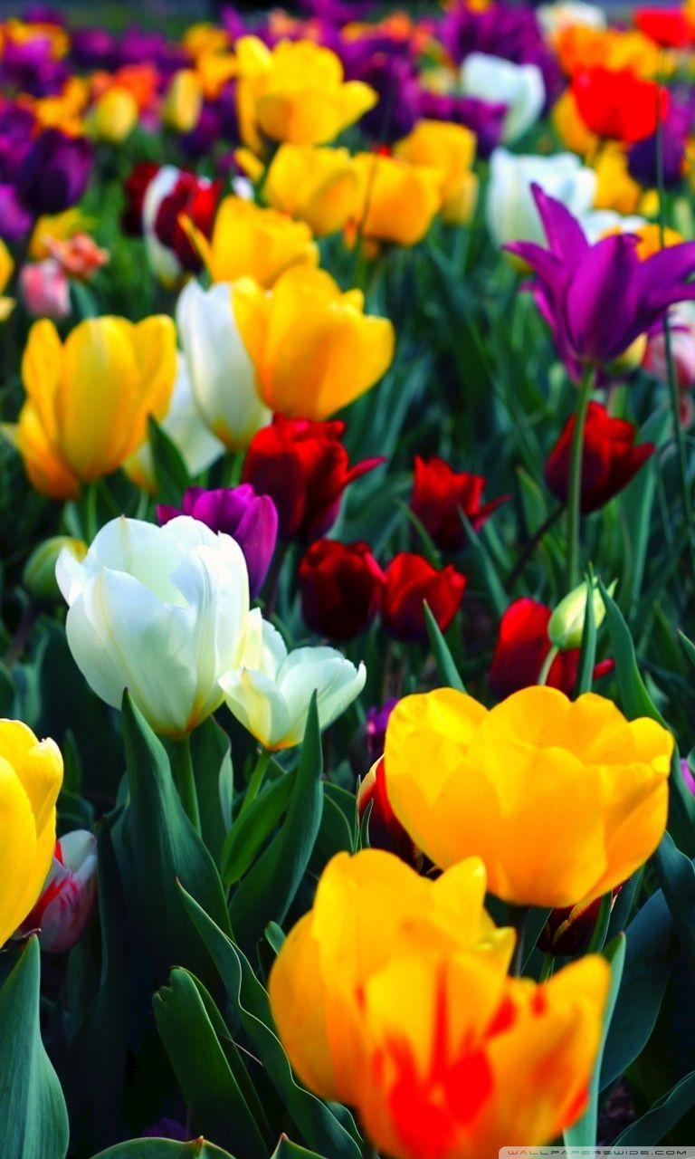 770x1280 Colorful Flowers ❤ 4K HD Desktop Wallpaper for • Dual Monitor, Phone