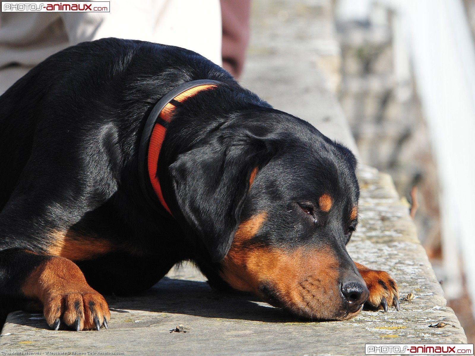 1600x1200 Rottweiler Wallpaper, Wallpaper Rottwieler Gratuit De Chiens, Desktop