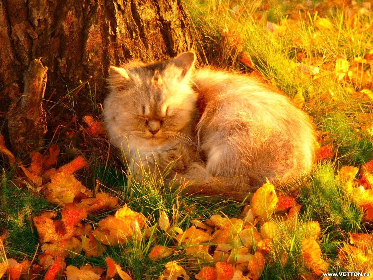 1290x970 Fall Animals Wallpaper, Desktop