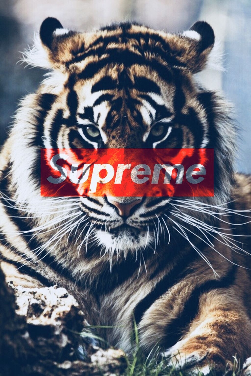 1030x1540 Tiger iPhone Wallpaper Supreme, Phone