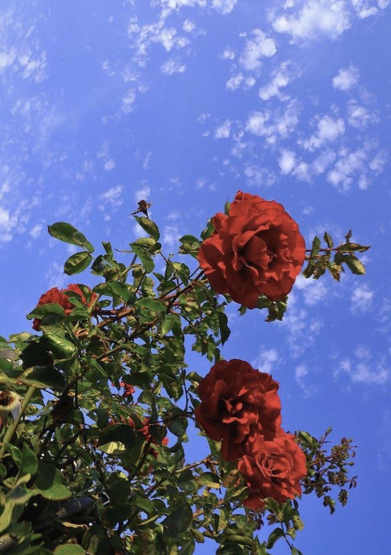 1250x1770 flowersred #redflowers. Photography. Sunflower wallpaper, Phone