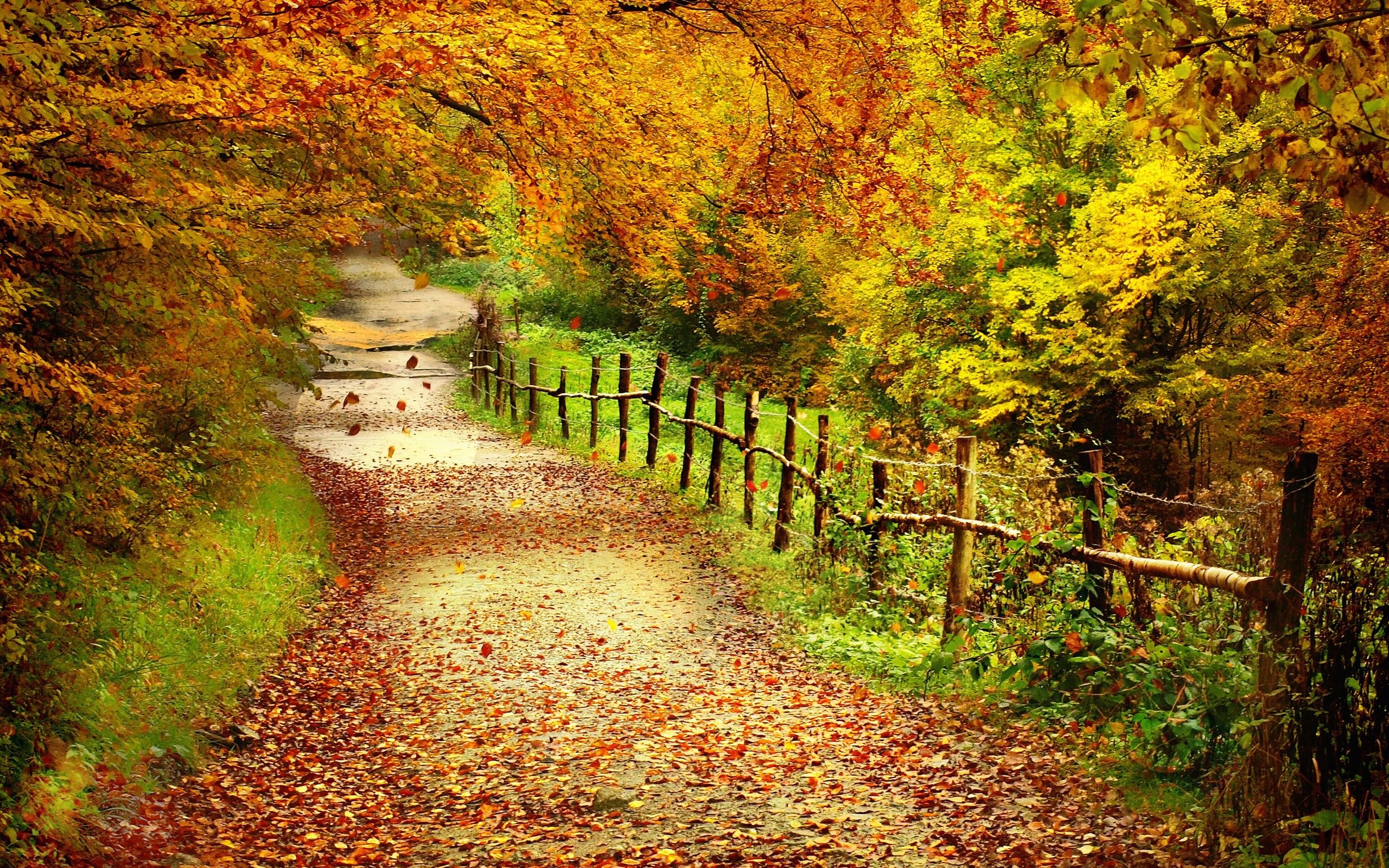 2560x1600 Free Autumn Wallpaper HD, Desktop