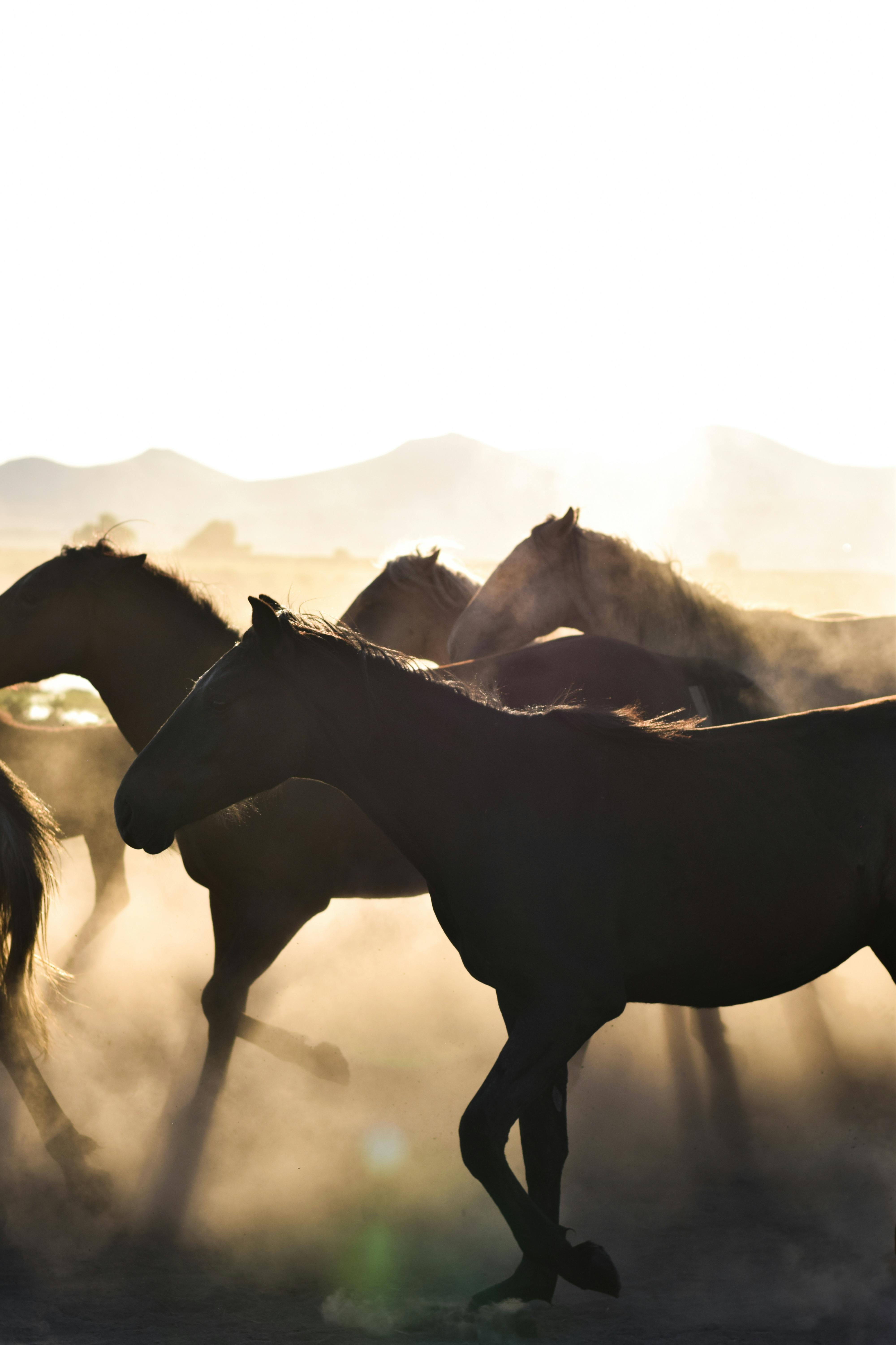 4000x6000 Horses Running Photo, Download, Phone