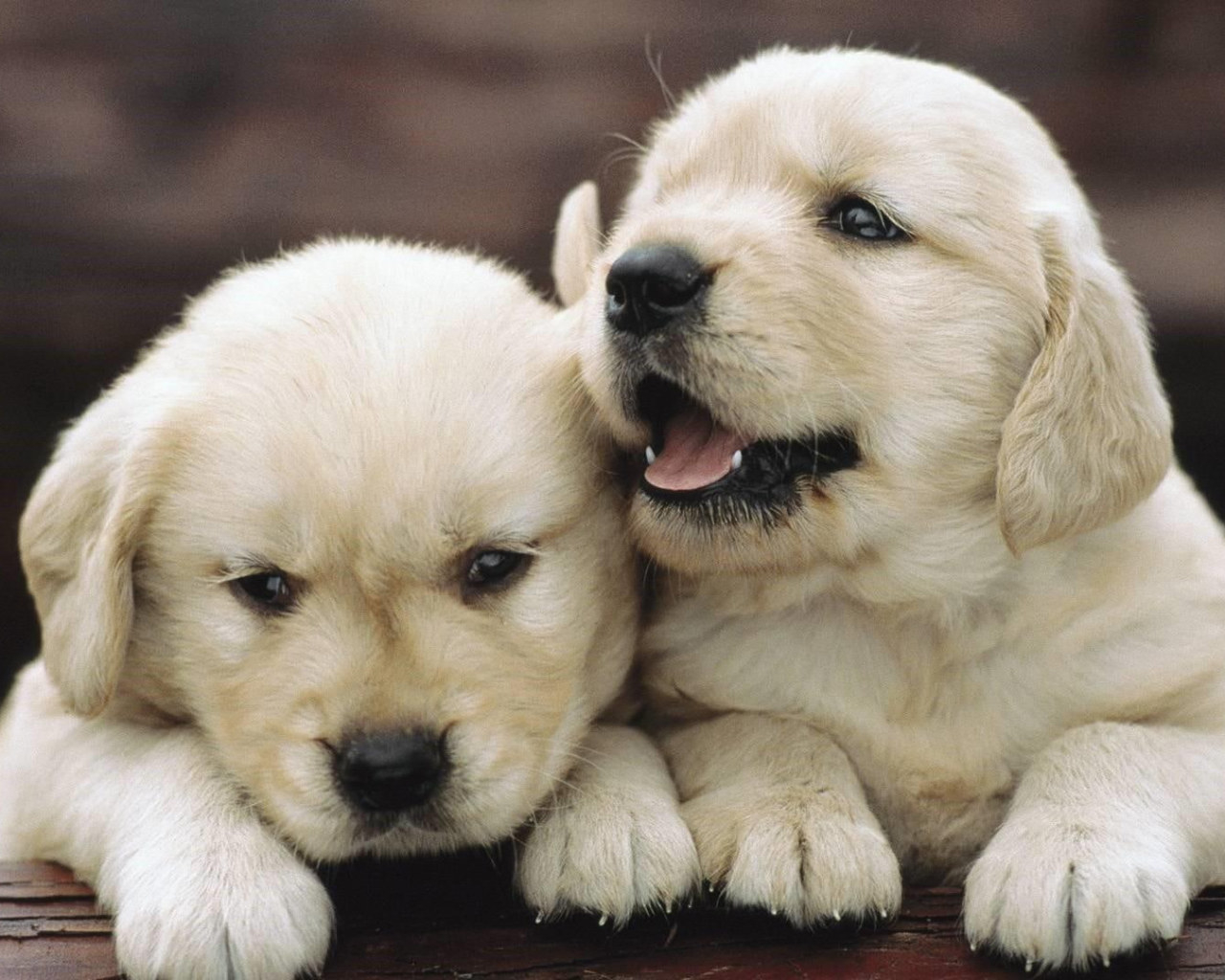 1280x1030 Cute, doggie, dogs, puppies wallpaper • Wallpaper For You HD Wallpaper For Desktop & Mobile, Desktop