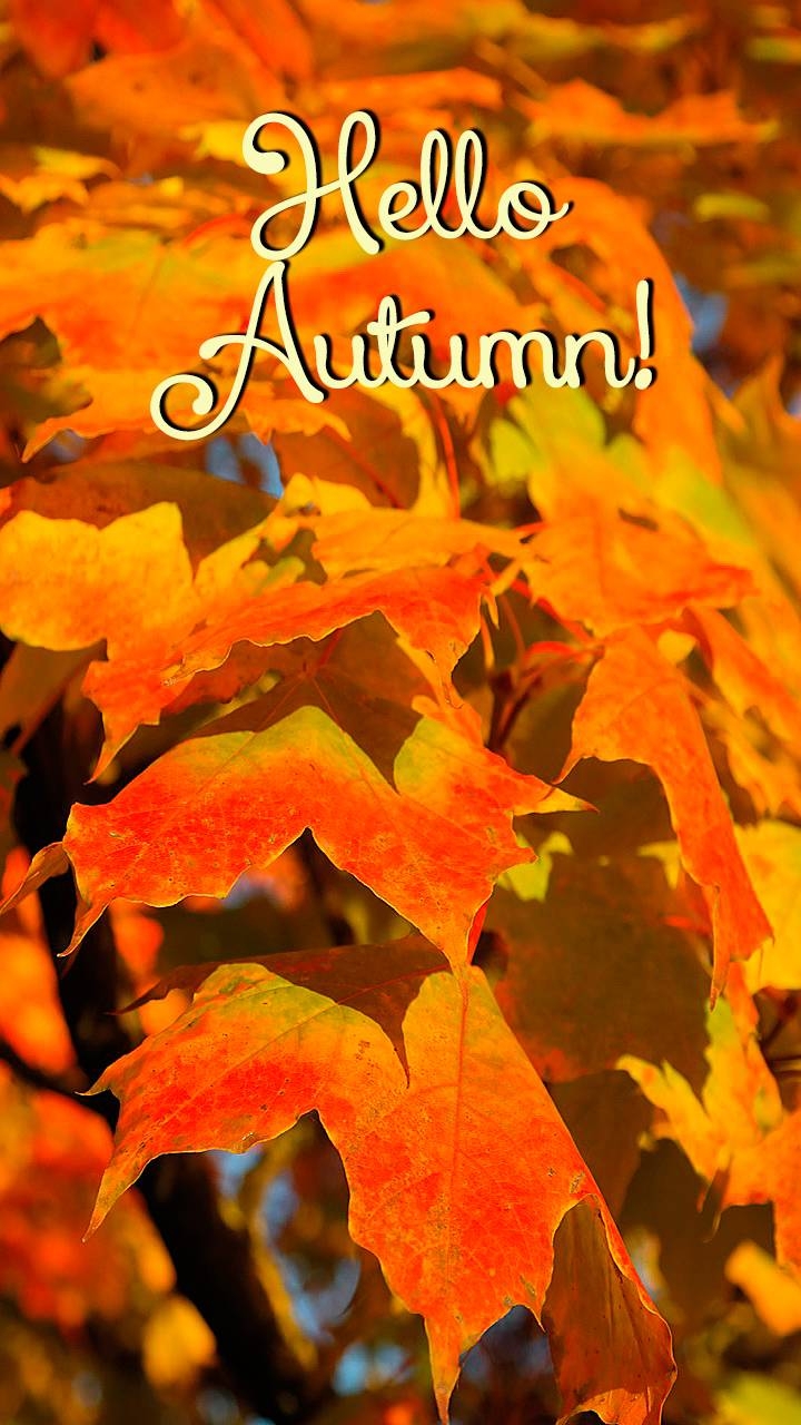 720x1280 hello Autumn wallpaper, Phone