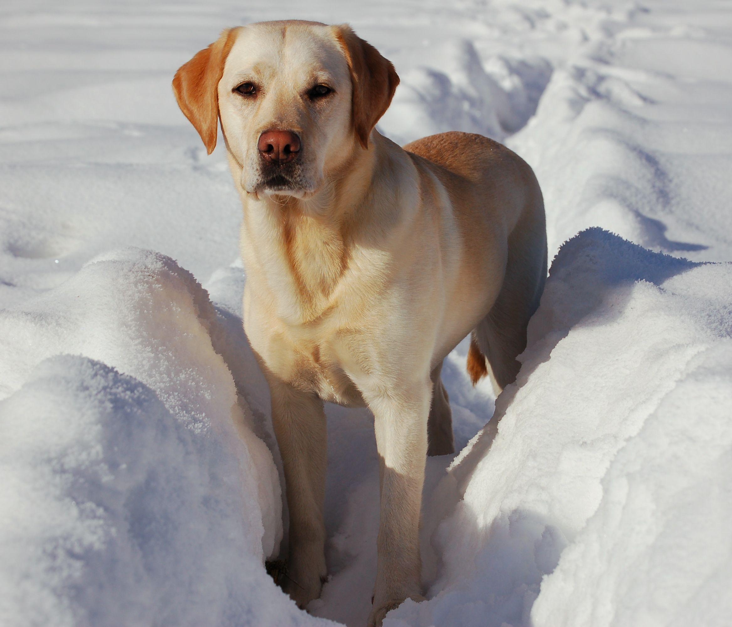 2340x2000 Winter Labrador Retriever dog photo and wallpaper. Beautiful, Desktop