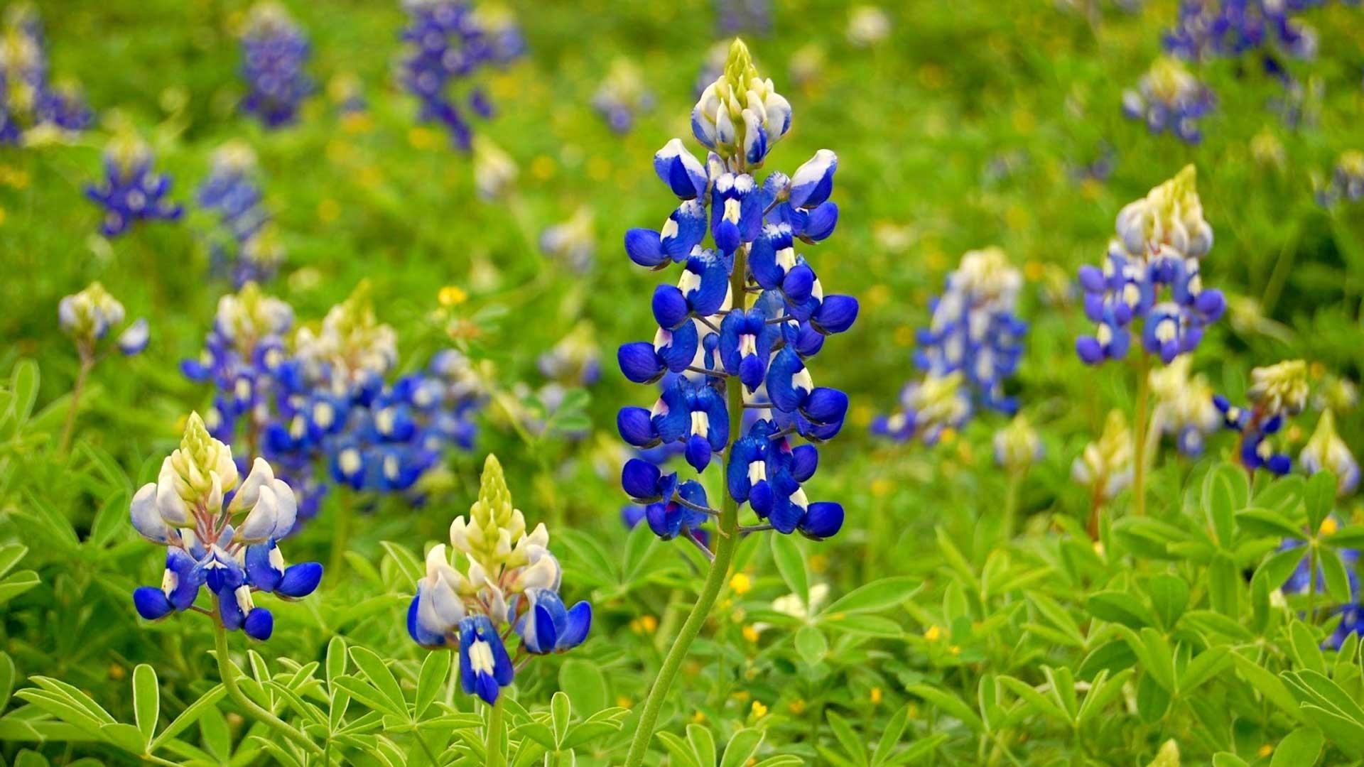 1920x1080 Texas Bluebonnet Wallpaper, Desktop