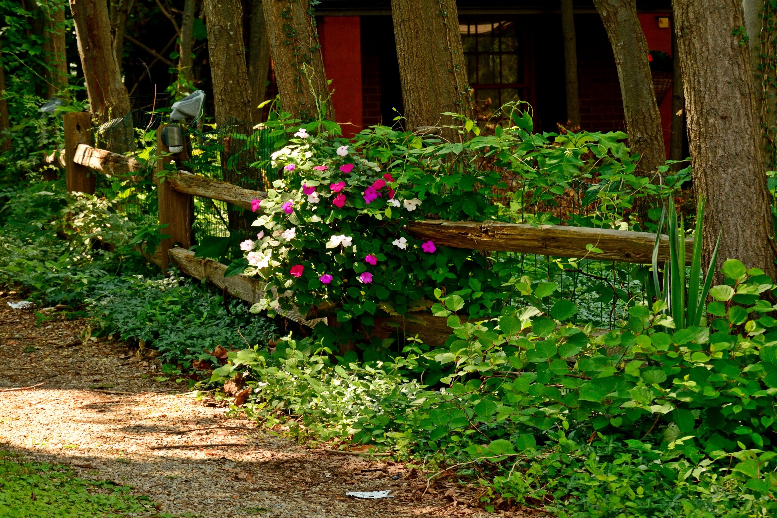 3000x2000 Flowers: Beautiful Summer Scene Fence Scenic Free Wallpaper for HD, Desktop