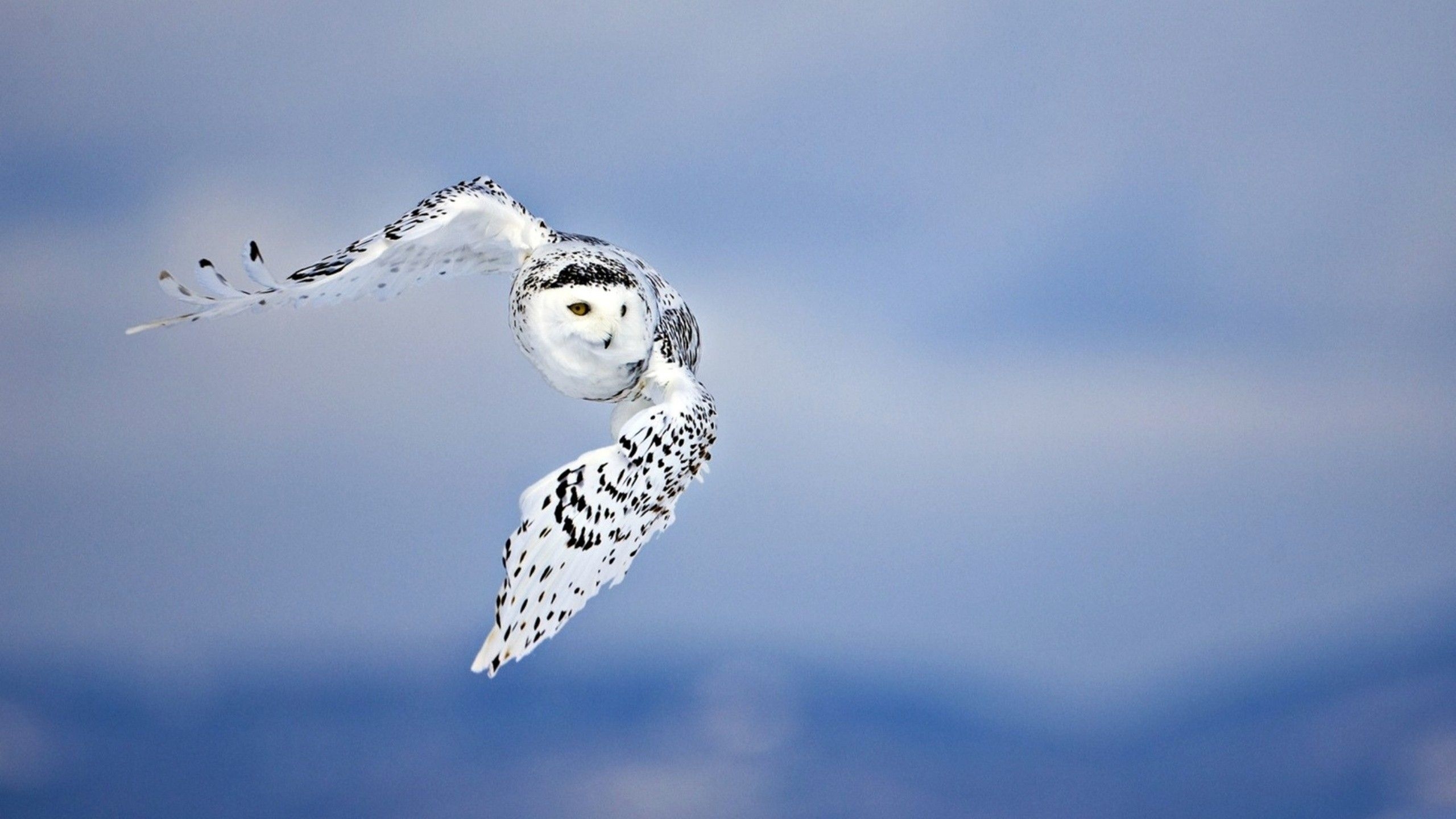 2560x1440 owl, flying, bird 1440P Resolution Wallpaper, HD Animals, Desktop