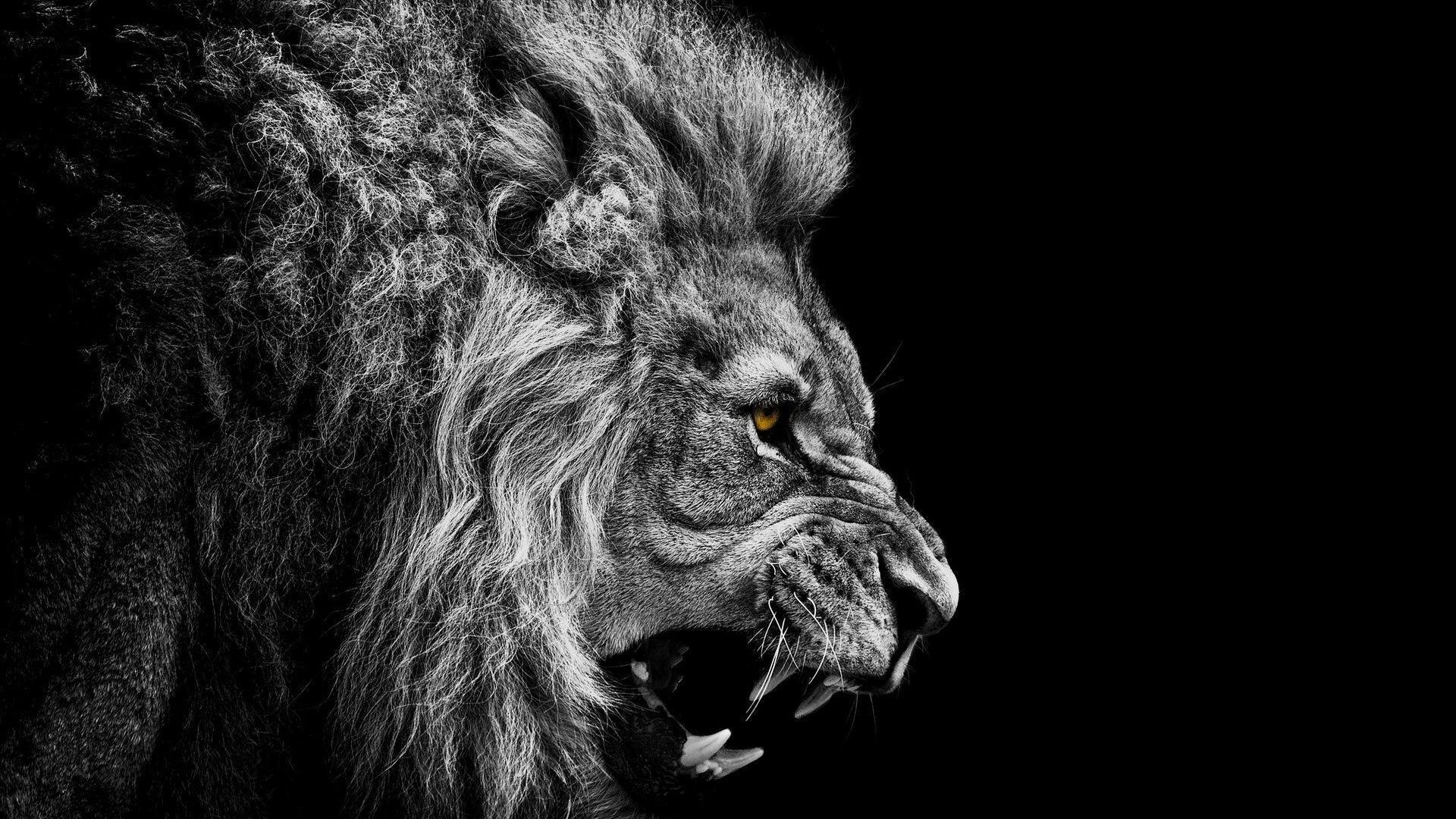 1920x1080 Lion Wallpaper HD 15 689 HD Wallpaper. Wallroro, Desktop