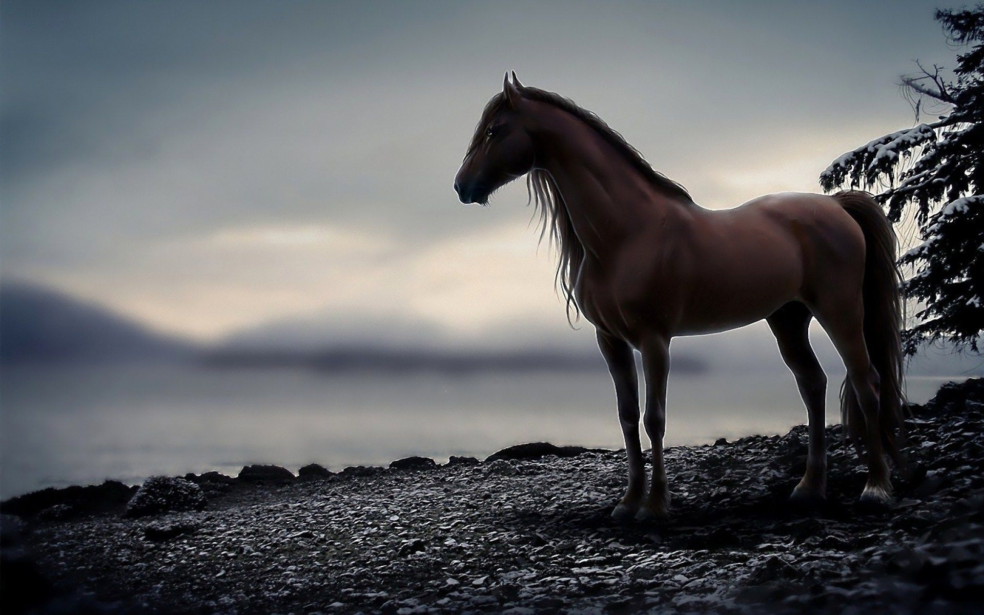 1920x1200 HD Horse Wallpaper Free Download, Desktop