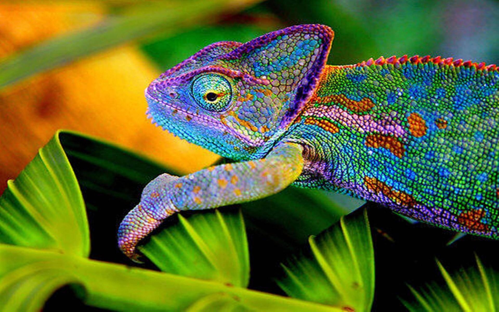 1920x1200 Chameleon Wallpaper 9 X 1200, Desktop