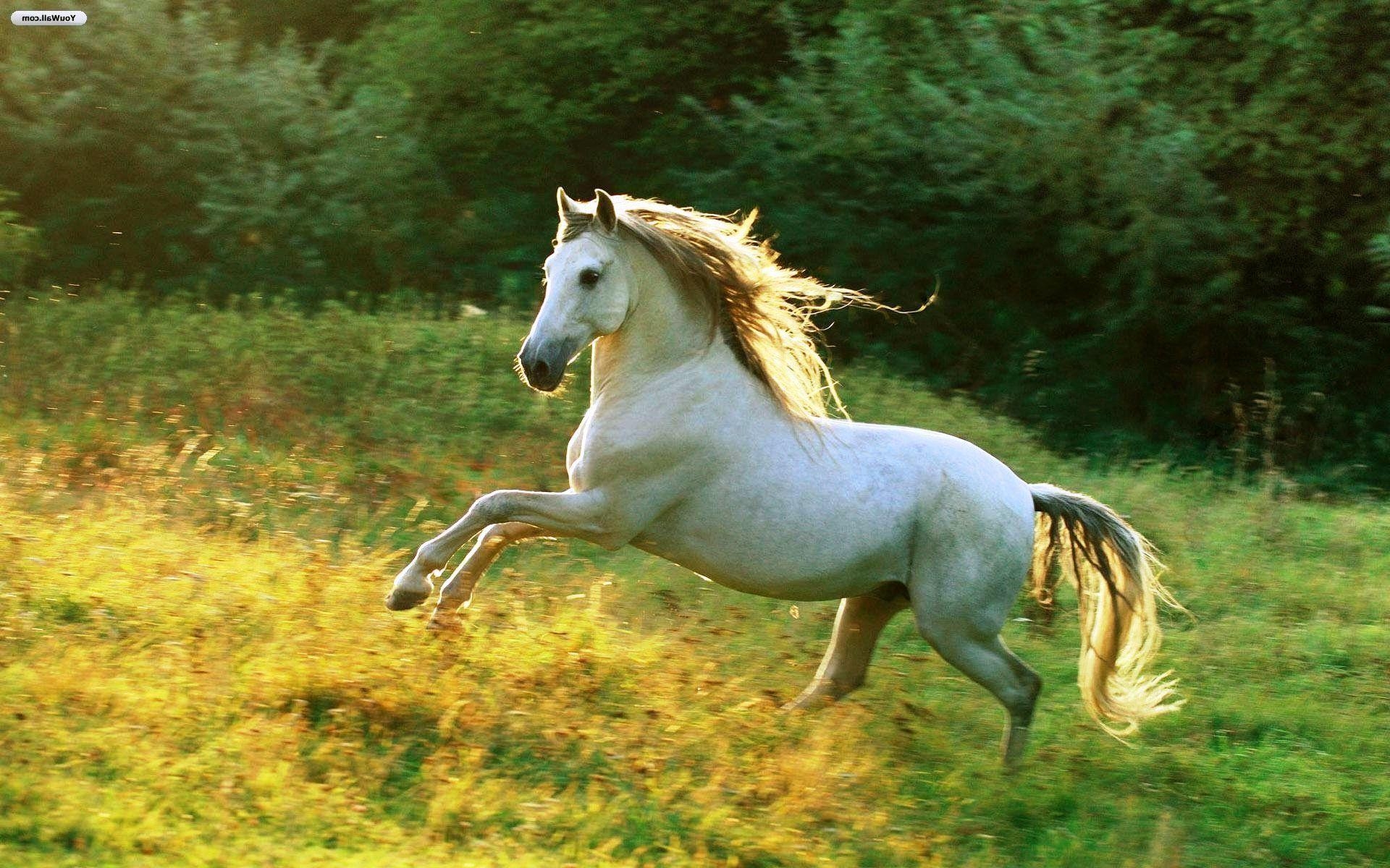 1920x1200 Running Horse Wallpaper, image collections of wallpaper, Desktop