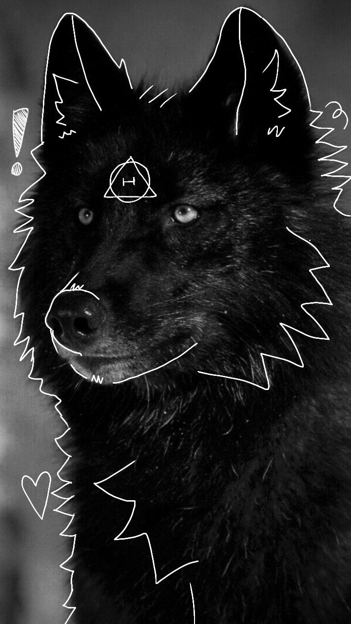 720x1280 Black wolf pfp, Phone