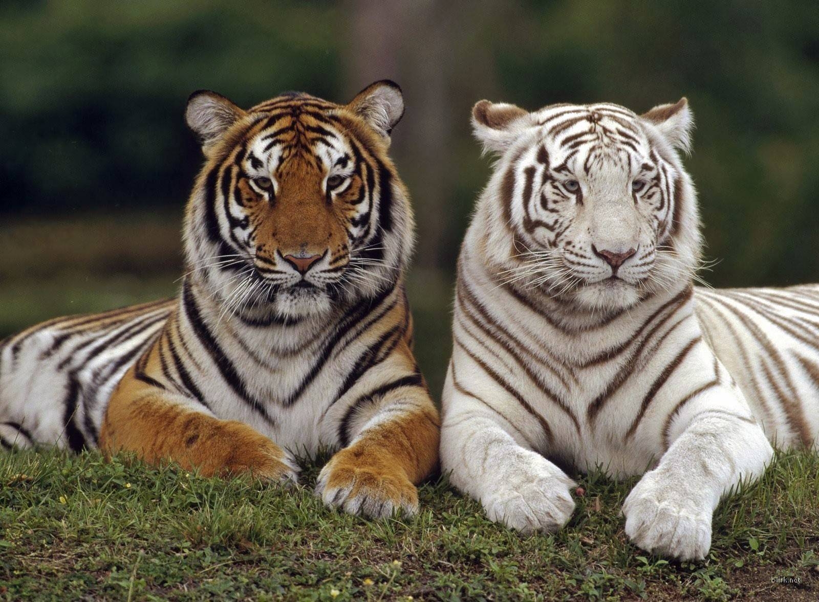 1600x1180 Orange & White Tiger Lovers Wallpaper, Desktop