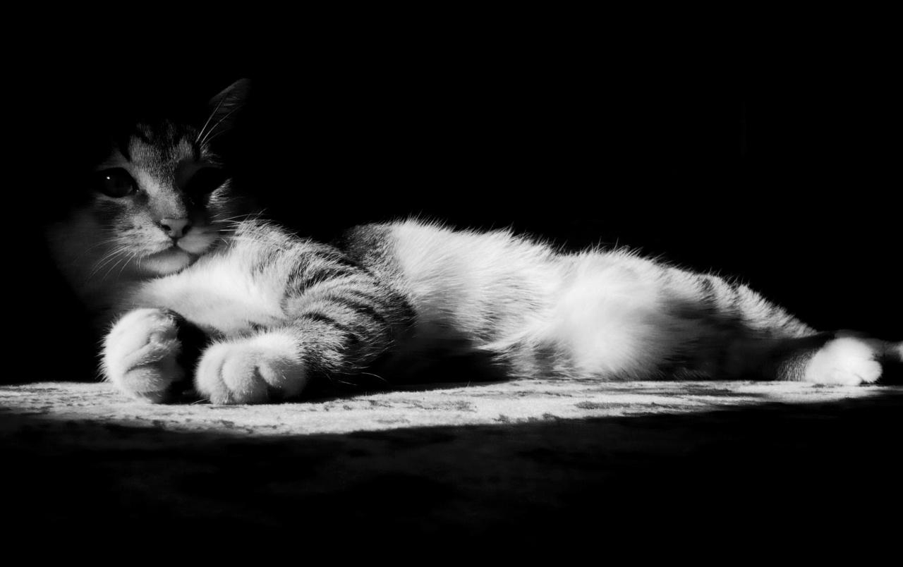 1280x810 Lazy Kitten in Black and White wallpaper. Lazy Kitten in Black, Desktop