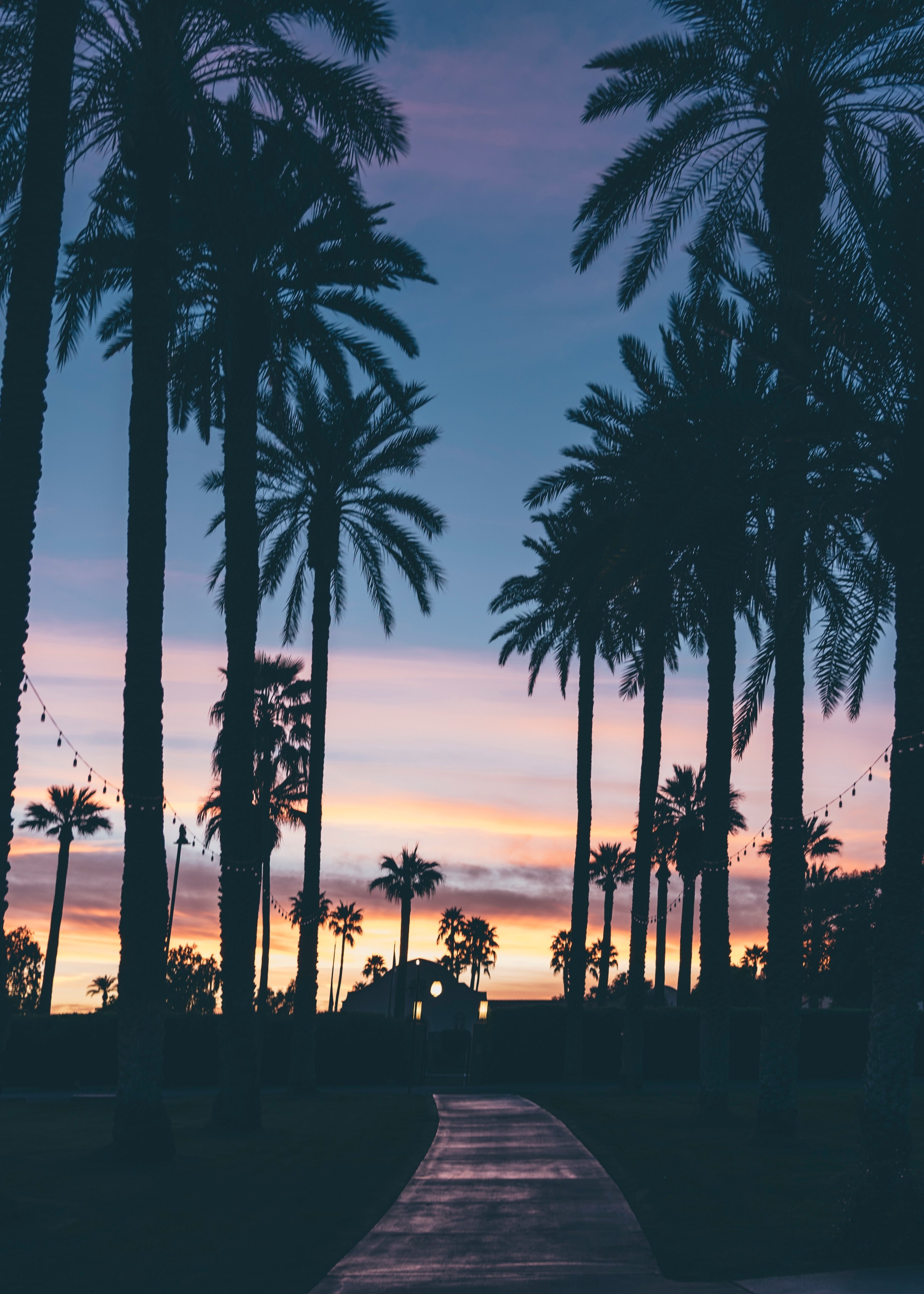 2870x4020 sunset palm tree tree and palm HD wallpaper and background, Phone