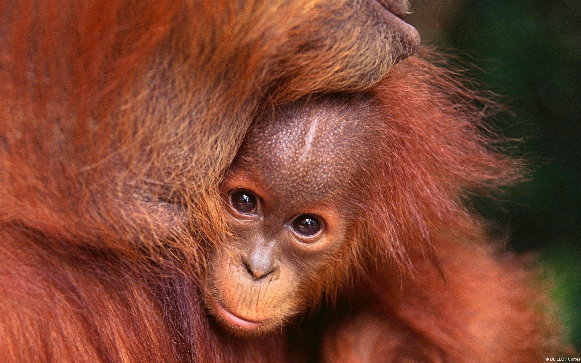 1920x1200 Orangutan HD Wallpaper, Desktop