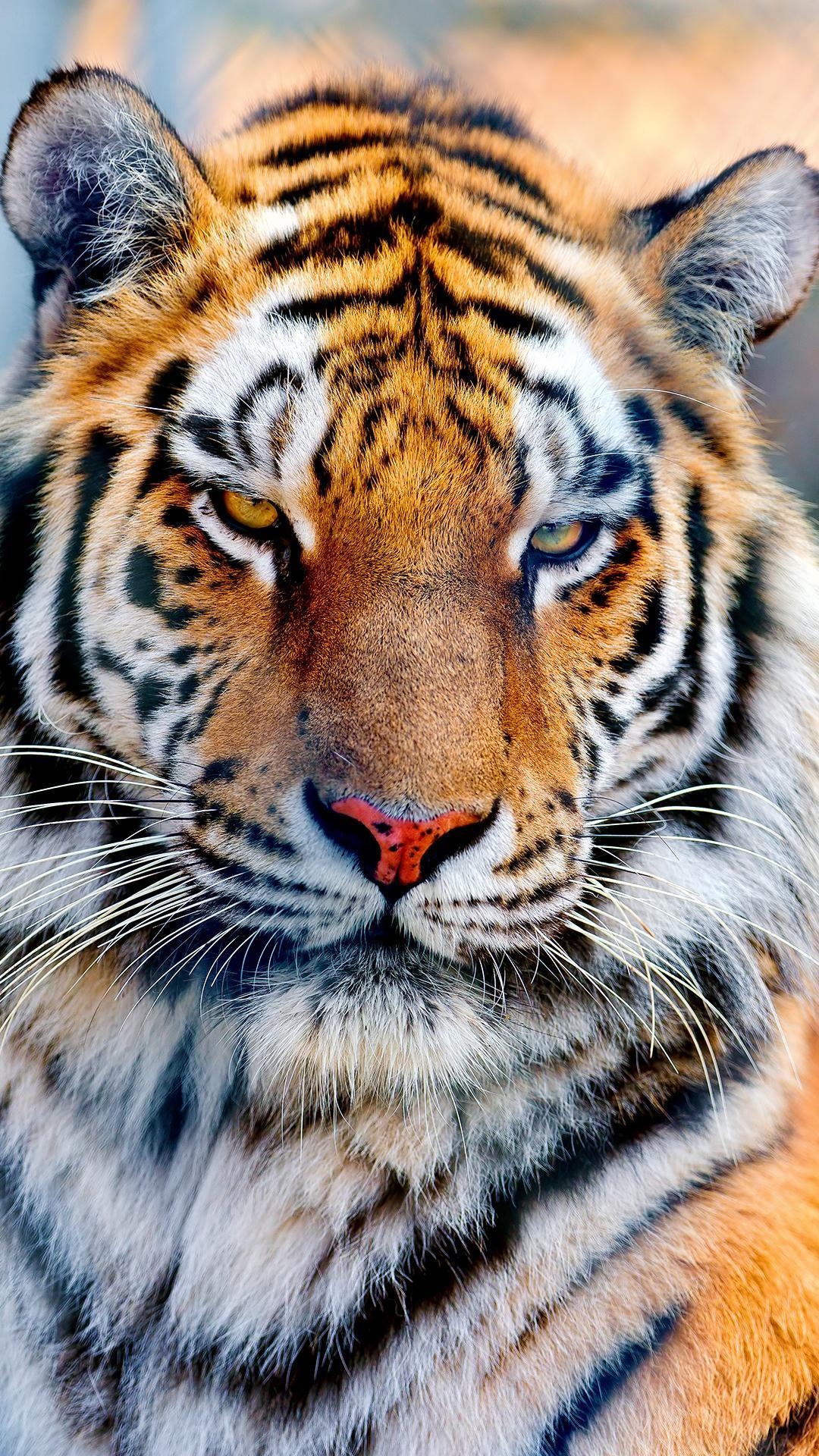 1080x1920 Majestic Tiger iPhone Background, Phone