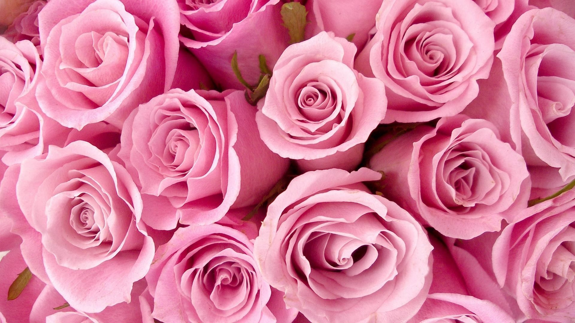 1920x1080 Pink Roses HD Wallpaper Free Pink Roses HD Background, Desktop