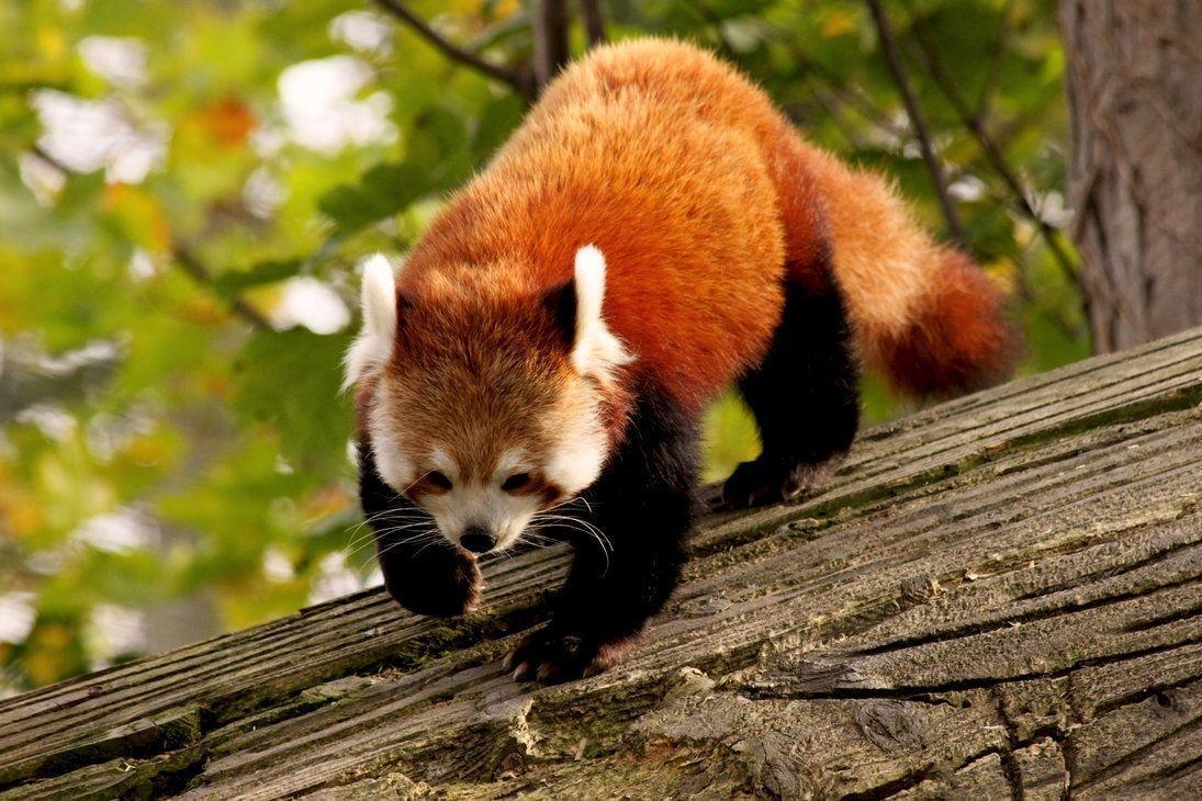 1100x730 Red Panda Wallpaper HD, Desktop